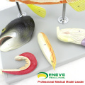 WHOLESALE VETERINARY MODEL 12011 Fish Anatomical Model with Moved Organ Parts